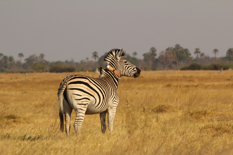 A collared zebra tracked for the study. Image: A. Wilson
